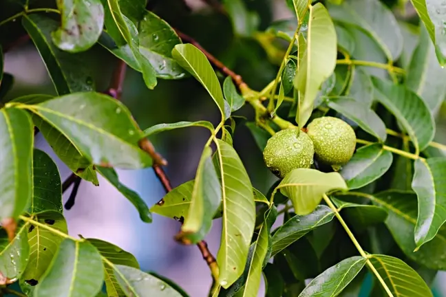 Nut Trees | Yates Gardening