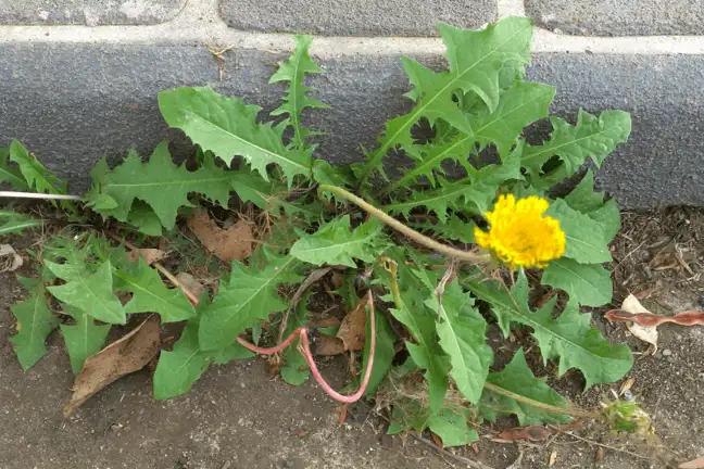 organic weed control 1