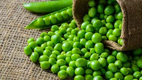 100s of freshly shelled peas laying on a hessian mat cascading out of a brown bag with 1 unshelled, and 1 partial unshelled pea in background