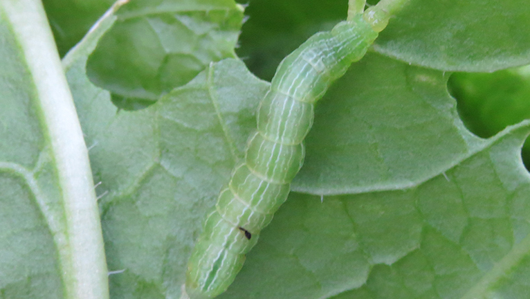 protect your brassicas from caterpillars 1