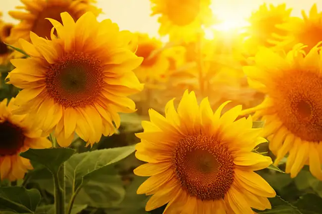 protect your garden in a heatwave 1