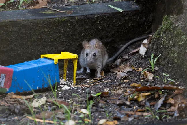 rats and mice around the house 1