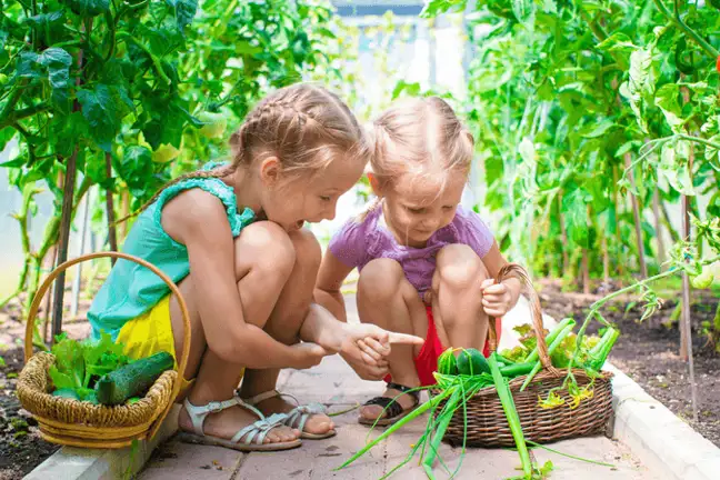 school gardens and linking to curriculum 1