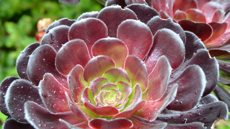 secrets to growing succulents 2