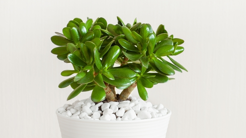 secrets to growing succulents 5
