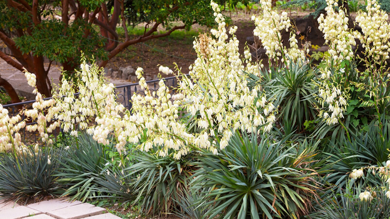 secrets to growing succulents 7