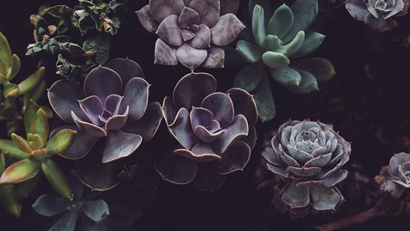 secrets to growing succulents 4