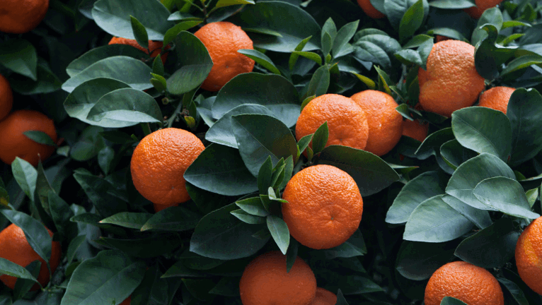 Seville Oranges