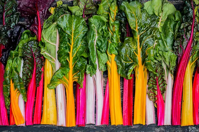 silverbeet rainbow chard 1