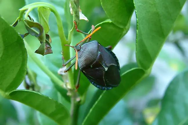 spring insect control 2