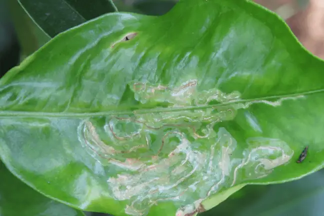 spring insect control 3