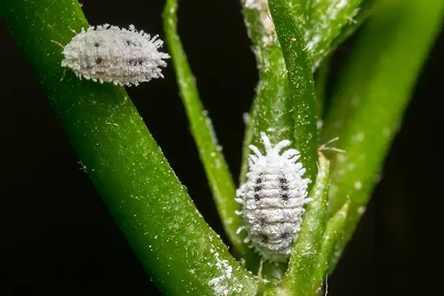 spring insect control 1