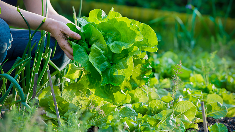 starting a vegie patch 2