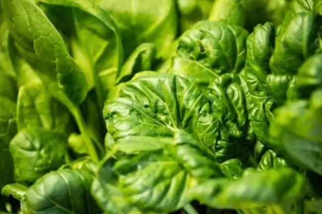 tangy tatsoi 1