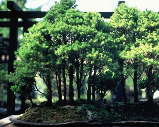 the art of bonsai 1