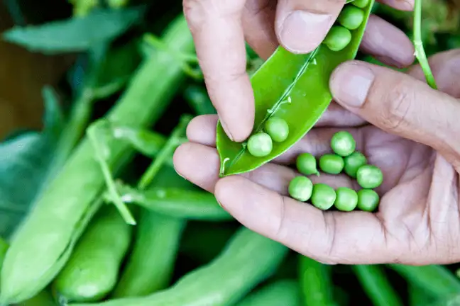 top 10 plants to grow with kids 3