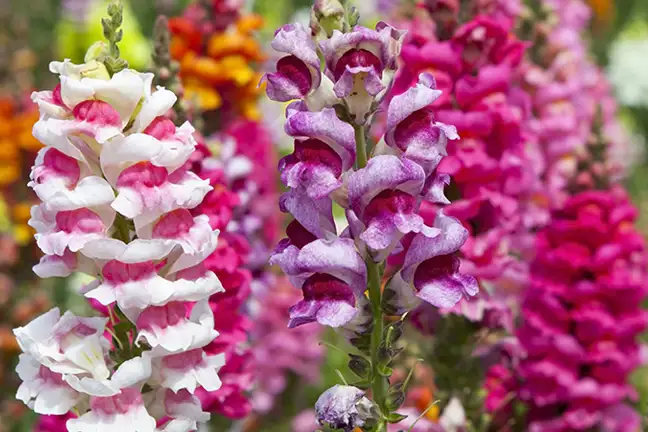 top 10 plants to grow with kids 10