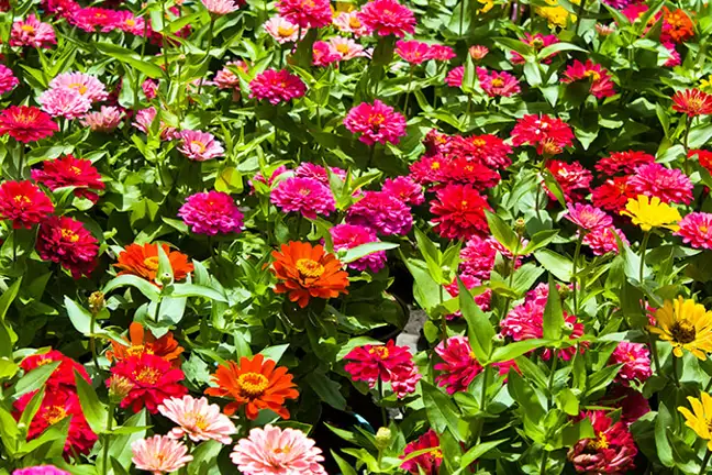 top 10 plants to grow with kids 7