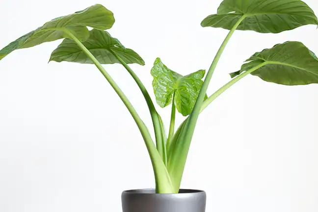 top 10 plants to grow with kids 6