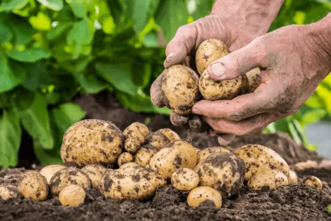 top 10 plants to grow with kids 5