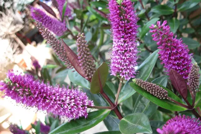 top 5 container plants for full sun 1