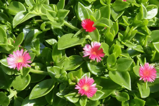 top 5 drought tolerant ground covers perennials 1