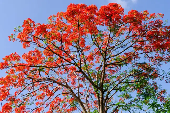 top 5 flowering trees 1
