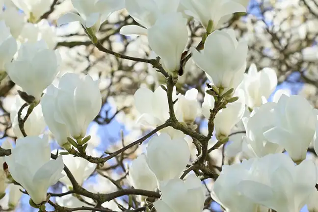top 5 flowering trees 2