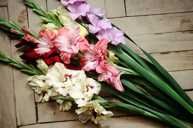 top 5 flowers alkaline soil 1