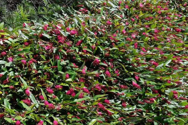 top 5 native ground covers 1