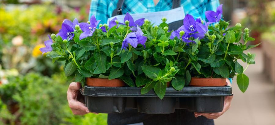 top 5 spring annuals 2