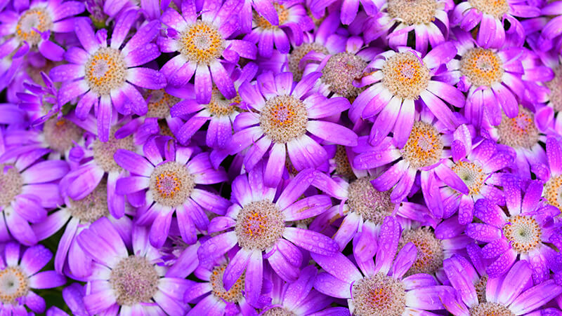 top 5 spring annuals 6