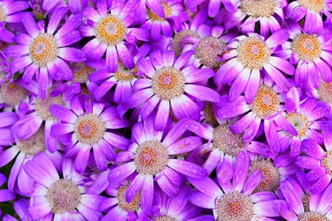 top 5 spring annuals 6