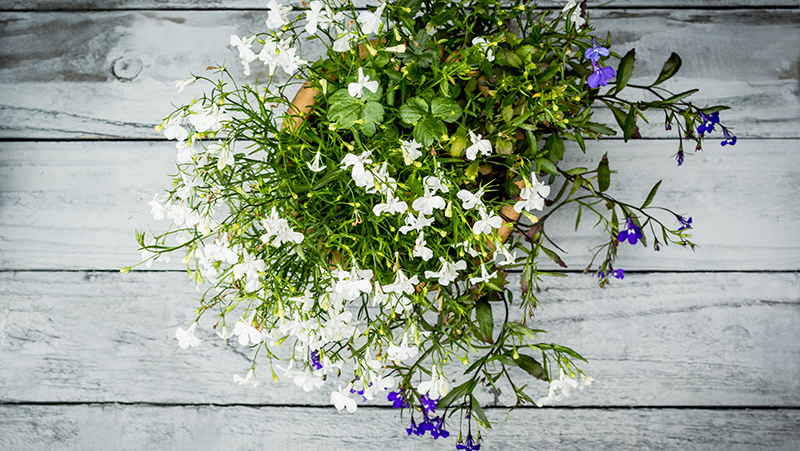 top 5 spring annuals 5