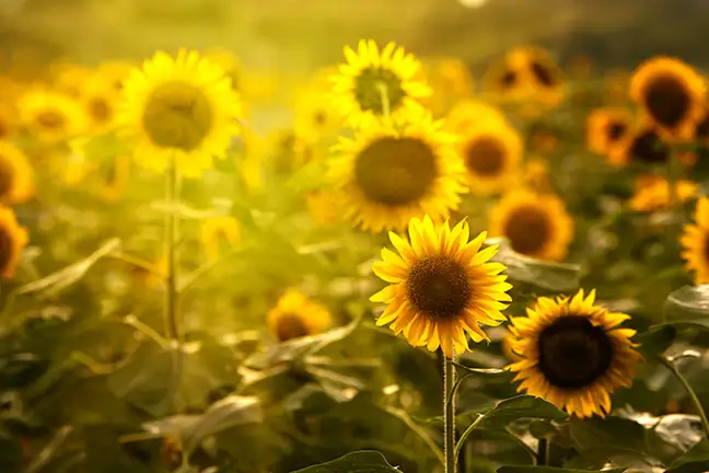 top 5 summer annuals 3