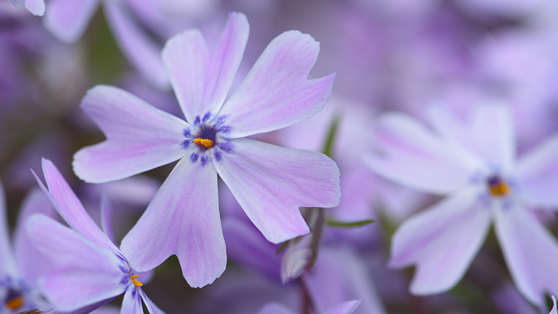 top 5 summer annuals 5