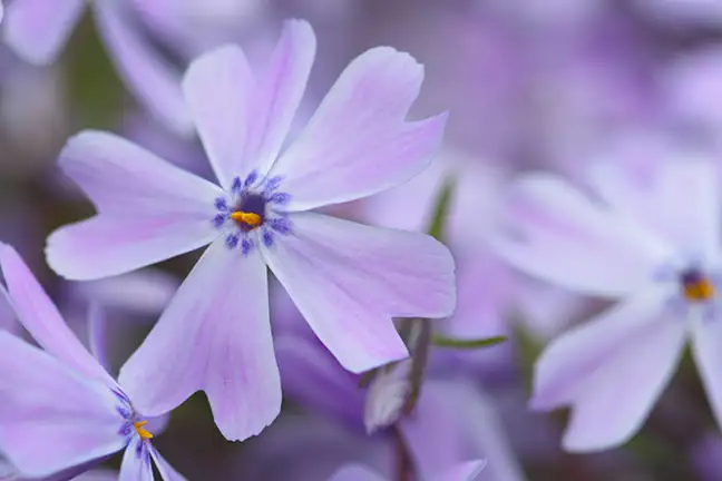 top 5 summer annuals 5