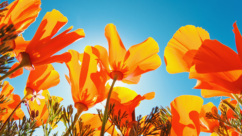 top 5 summer annuals 6