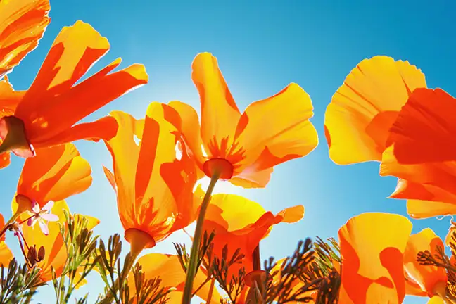 top 5 summer annuals 6