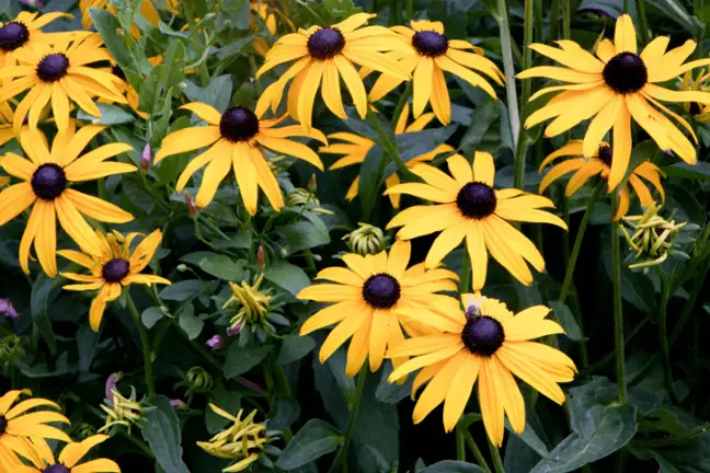 top 5 summer annuals 4