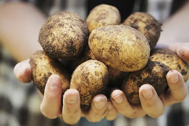top 5 vegies acidic soil 1