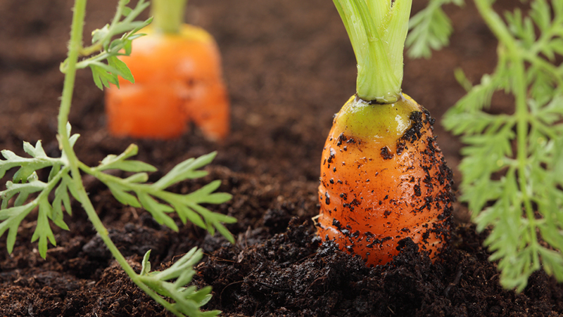 top 5 vegies grow autumn 2