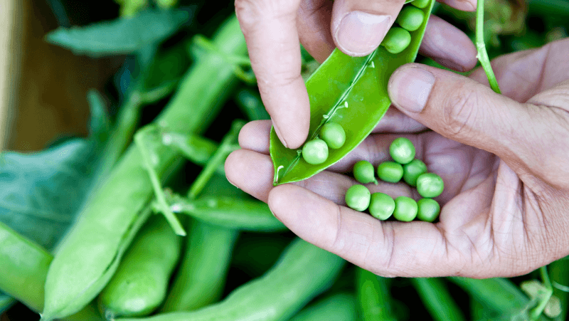 top 5 vegies grow autumn 4