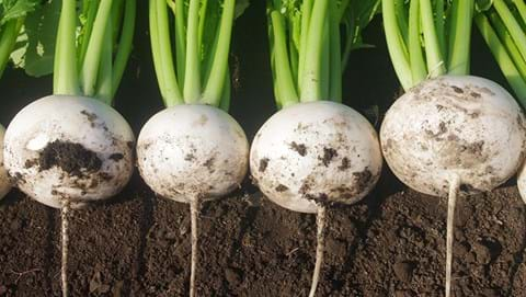 How to Grow Turnips