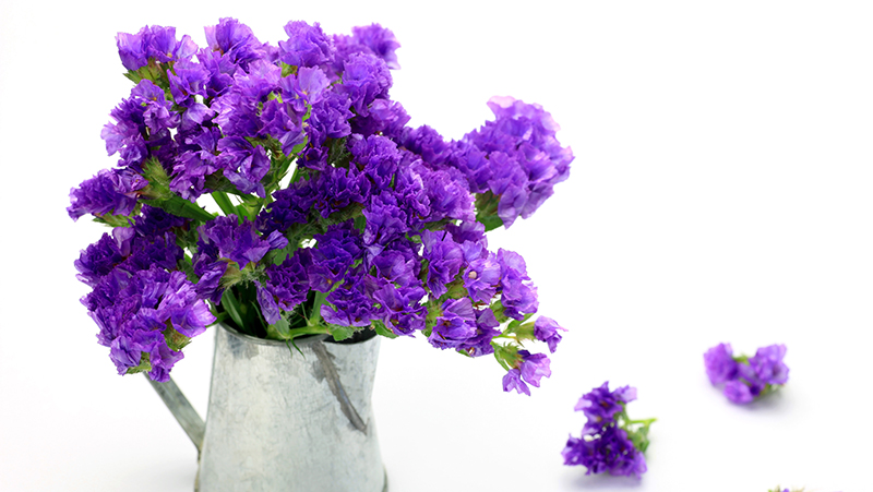 types of flowering plants 2