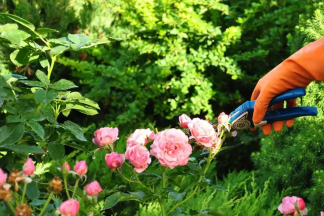 what to prune and when 2