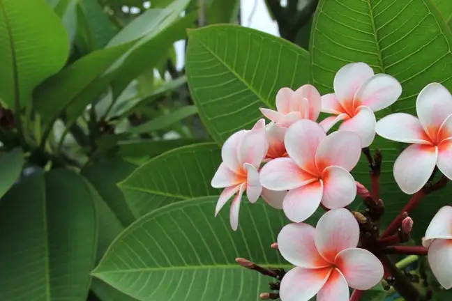 winter small space trees 4