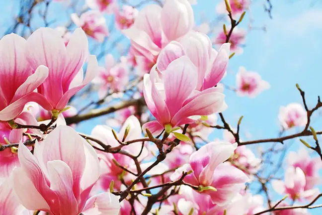 winter small space trees 2