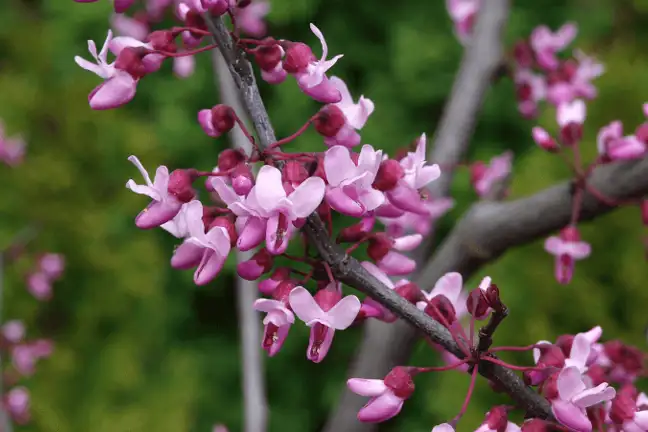 winter small space trees 1