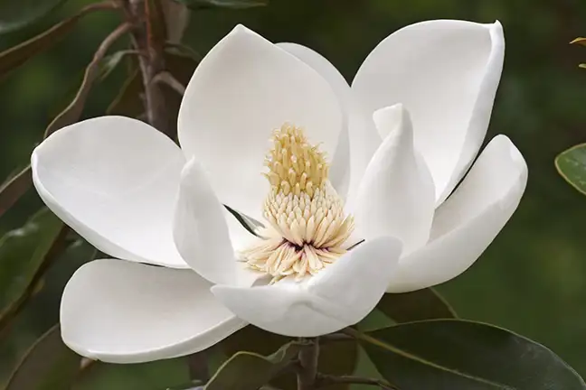 winter small space trees 3